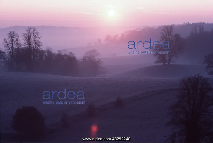 : FROST AT DAWN : FROST AT DAWN