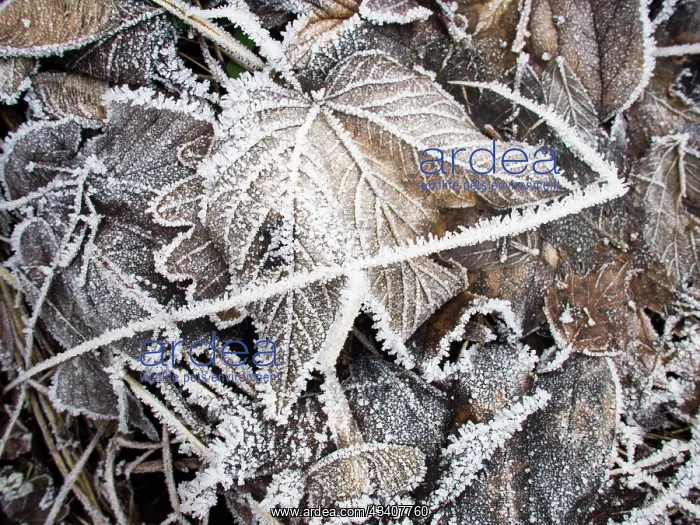 : Frost on fallen leaves - UK : Frost on fallen leaves - UK