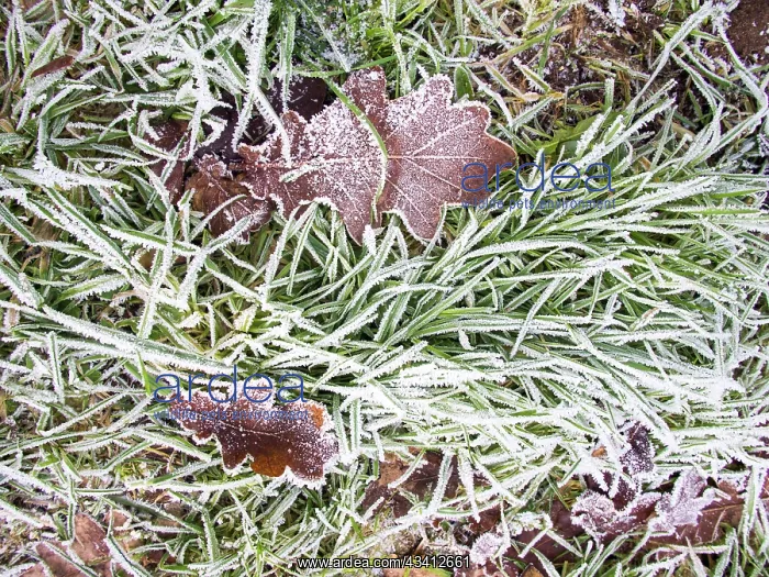 : Frost on fallen leaves - UK : Frost on fallen leaves - UK