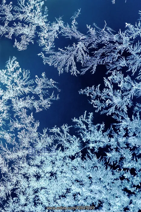 : Frost on Glass : Frost on Glass