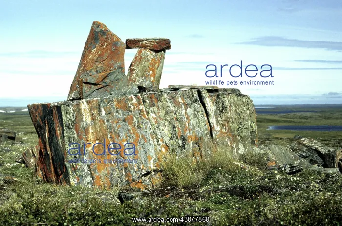 : Frost heave and inukshuk : Frost heave and inukshuk