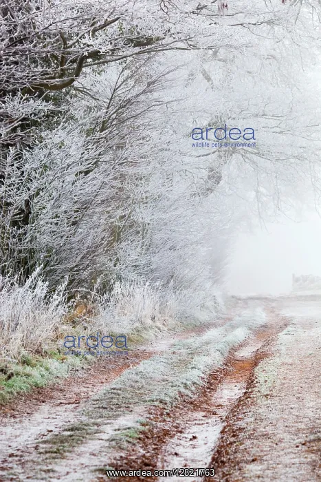  : Frost on a Hedge - winter