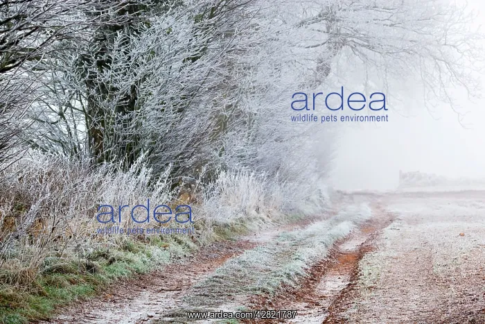  : Frost on a Hedge - winter