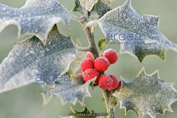 : Frost on Holly : Frost on Holly