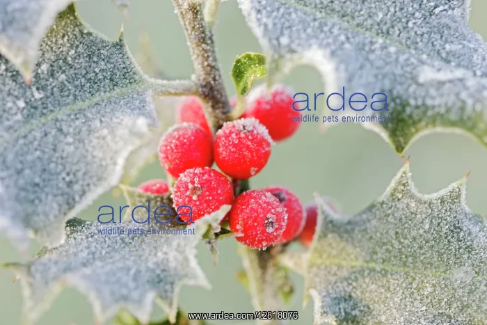 : Frost on Holly : Frost on Holly