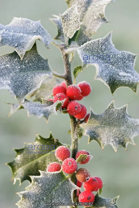 : Frost on Holly : Frost on Holly