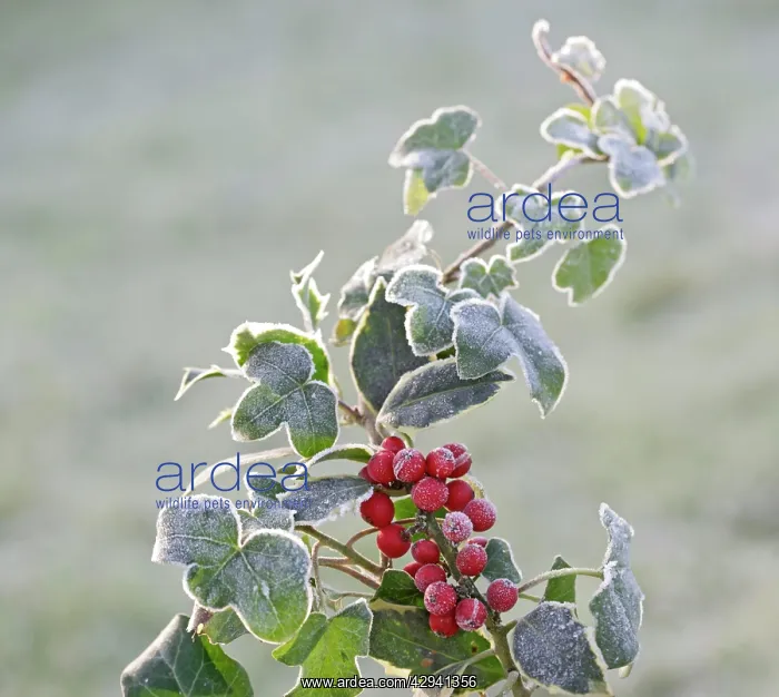 : Frost - on Holly and Ivy
