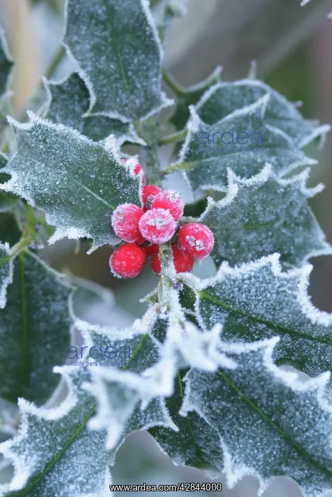 : Frost on Holly leaves : Frost on Holly leaves