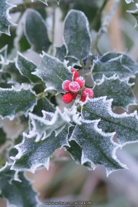 : Frost on holly leaves : Frost on holly leaves