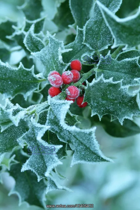 : Frost on Holly leaves : Frost on Holly leaves
