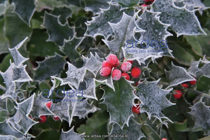 : Frost on Holly leaves : Frost on Holly leaves