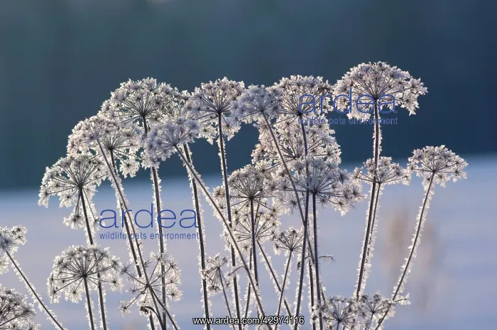 : Frost - ice crystals formed on dry grasses - severe : Frost - ice crystals formed on dry grasses - severe