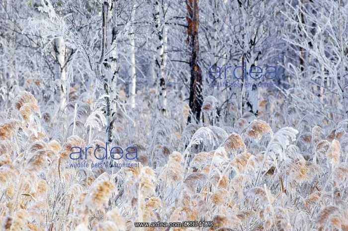 : Frost - ice crystals formed on dry reeds and branches : Frost - ice crystals formed on dry reeds and branches