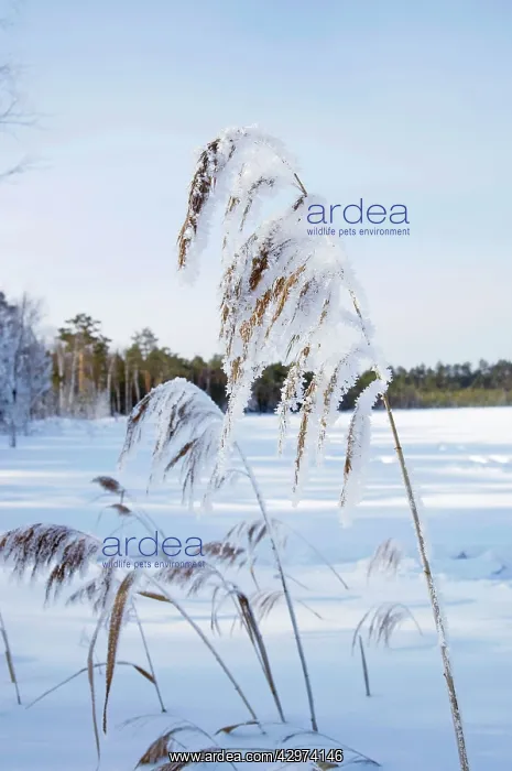 : Frost - ice crystals formed on dry reeds - early : Frost - ice crystals formed on dry reeds - early