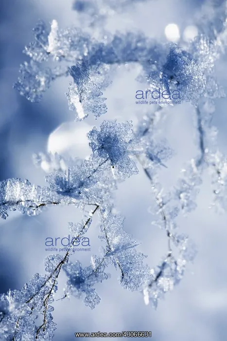 : Frost, Ice, Frozen, Plant : Frost, Ice, Frozen, Plant