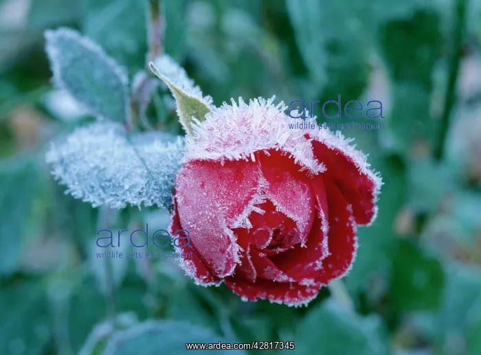  : Frost. On a Karl Philip Rose