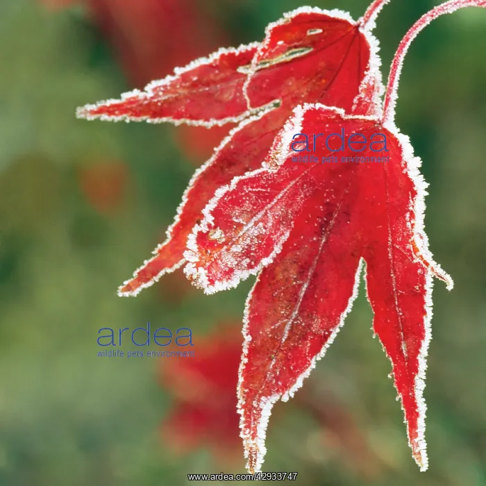 : Frost on Maple Leaf : Frost on Maple Leaf