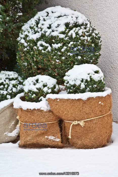 : Frost-protected plants, box tree, winter, snow : Frost-protected plants, box tree, winter, snow
