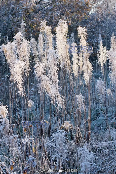 : Frost on Rosebay Willowherb / Fireweed : Frost on Rosebay Willowherb / Fireweed