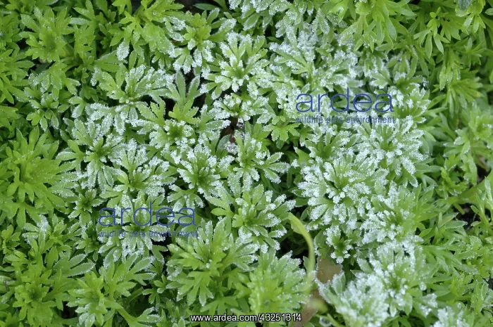 : Frost on saxifrage : Frost on saxifrage
