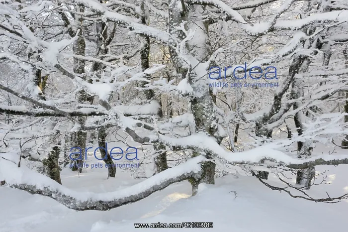 : Beech. Frost and snow covered Beech (Fagus sp) forest on the Hohneck : Beech. Frost and snow covered Beech (Fagus sp) forest on the Hohneck