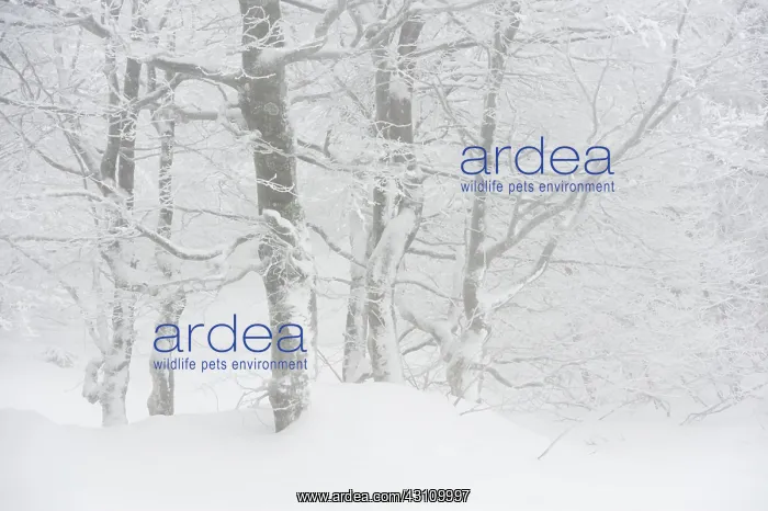 : Beech. Frost and snow covered Beech (Fagus sp) forest on the Hohneck : Beech. Frost and snow covered Beech (Fagus sp) forest on the Hohneck