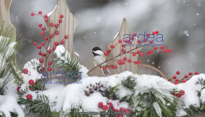 : Frost is the solid deposition of water vapor from : Frost is the solid deposition of water vapor from