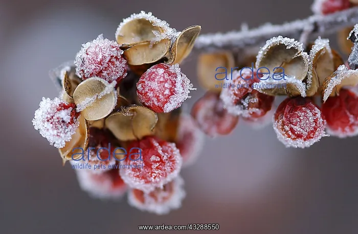 : Frost is the solid deposition of water vapor from saturated : Frost is the solid deposition of water vapor from saturated