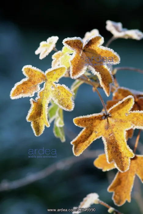 : Frost on Sycamore leaves : Frost on Sycamore leaves