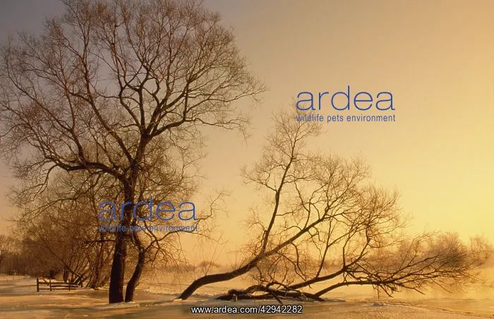 : Frost on tree at evening light : Frost on tree at evening light