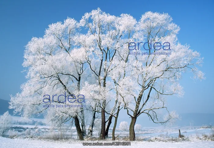 : FROST - on Willow Trees in Winter : FROST - on Willow Trees in Winter