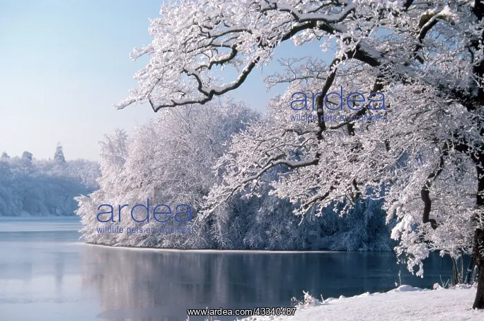 : Frost - winter - lakeside vegetation through the seasons : Frost - winter - lakeside vegetation through the seasons