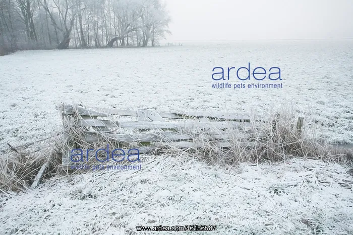 : frost on a wooden fence with cold winter conditions : frost on a wooden fence with cold winter conditions