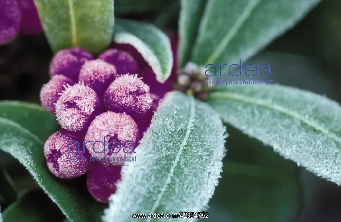  : Frosted berries