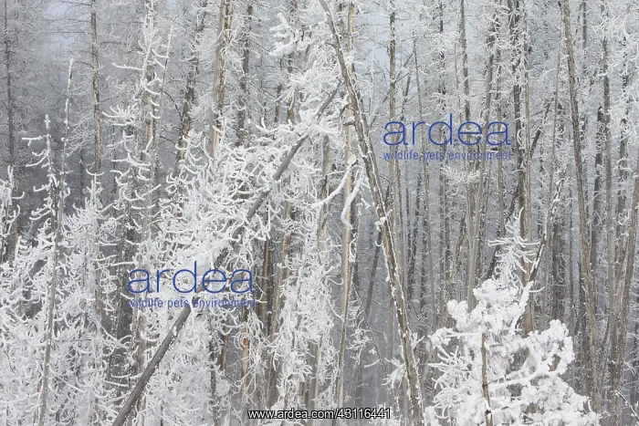 : Frosted forest at dawn in winter : Frosted forest at dawn in winter