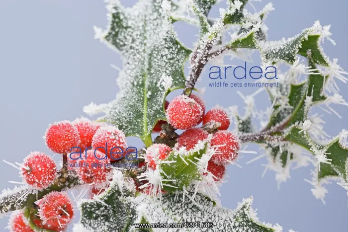  : Frosted holly and berries