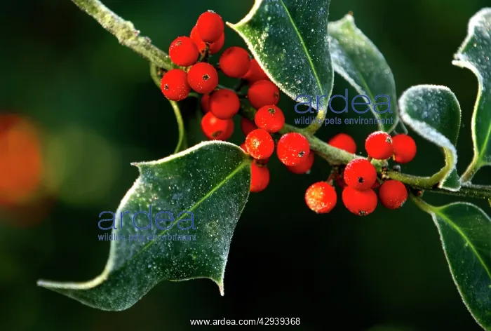 : Frosted holly leaves and berries : Frosted holly leaves and berries