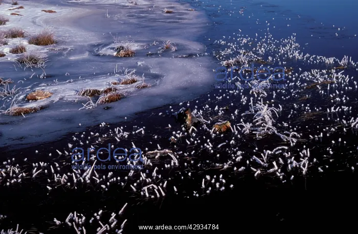 : Frosted leaves and stems of aquatic plants Mt Selwyn : Frosted leaves and stems of aquatic plants Mt Selwyn