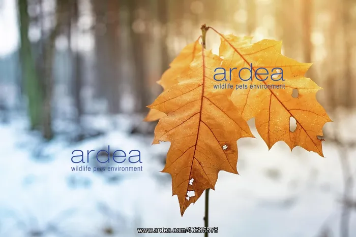 : Two frosted maple leaves hang off a small tree in : Two frosted maple leaves hang off a small tree in