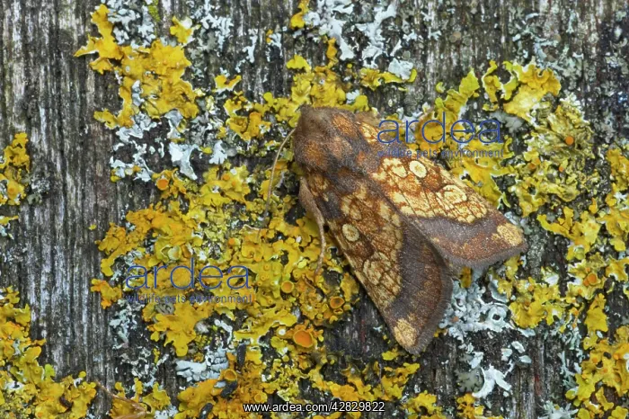 : Frosted Orange Moth : Frosted Orange Moth
