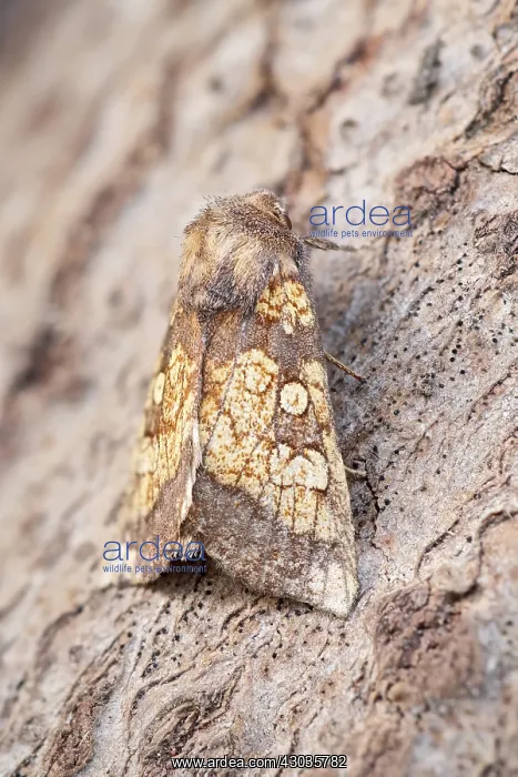 : Frosted Orange Moth, Norfolk UK : Frosted Orange Moth, Norfolk UK