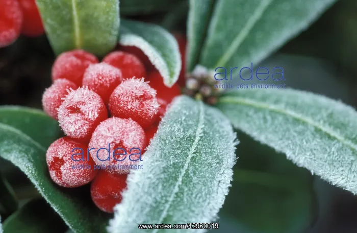 : Frosted SKIMMIA : Frosted SKIMMIA