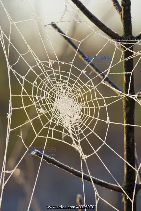 : Frosted Spider Web : Frosted Spider Web
