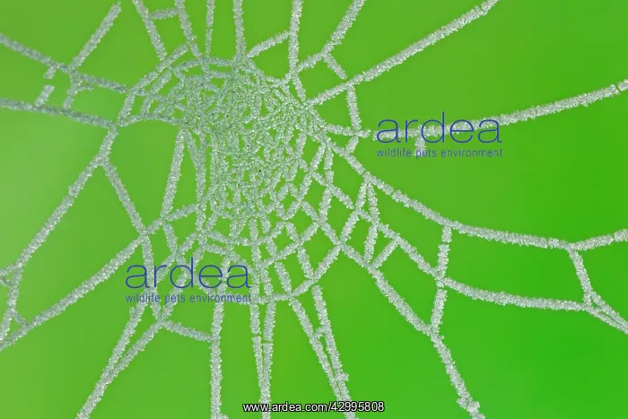  : Frosted Spider's Web in Winter