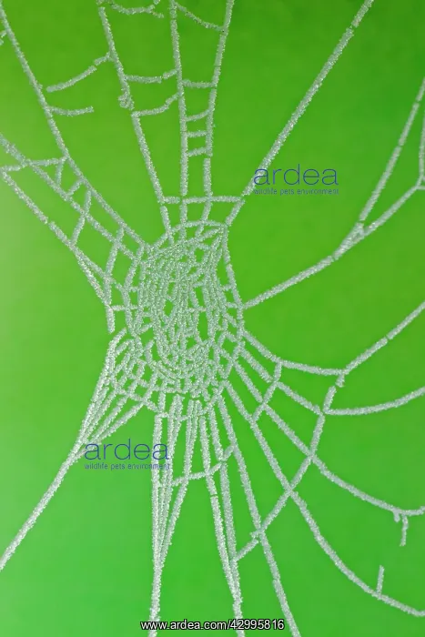 : Frosted Spider's Web in Winter : Frosted Spider's Web in Winter