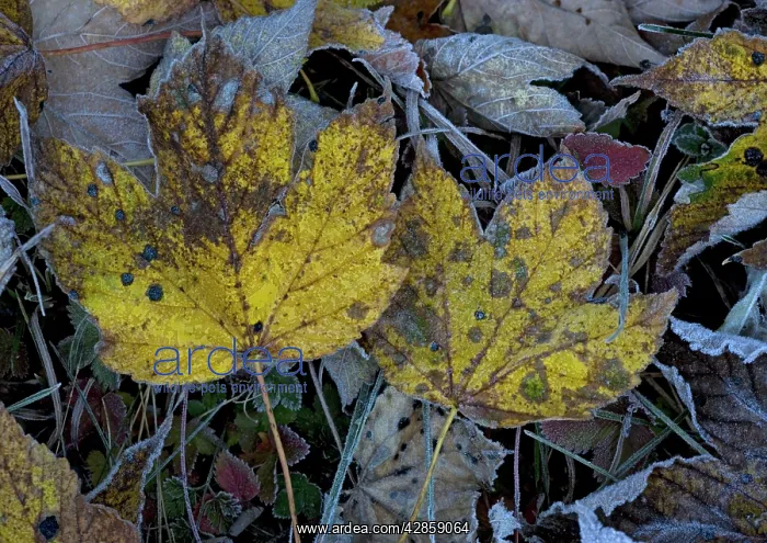  : Frosted sycamore leaves
