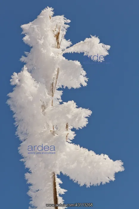 : A frosted twig full of ice crystals against a bright blue sk : A frosted twig full of ice crystals against a bright blue sk