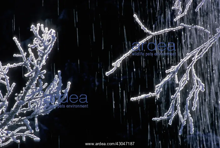 : Frosted twigs : Frosted twigs