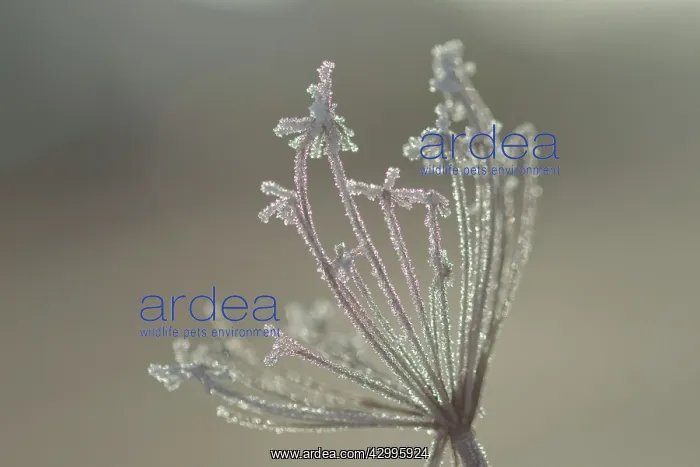 : Frosted Umbellifera in Winter : Frosted Umbellifera in Winter