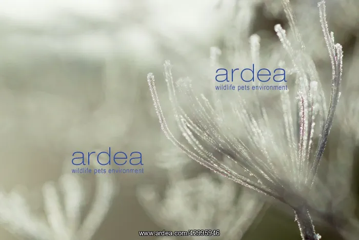 : Frosted Umbellifera in Winter : Frosted Umbellifera in Winter